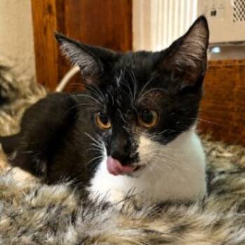 Southwest Airlines -  Tuxedo and Domestic Short Hair Cat for Adoption in Friendswood, Texas - Southwest Airlines | PetCurious