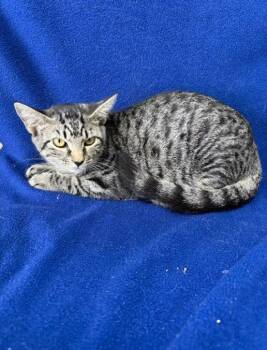 Snow Drop -  Domestic Short Hair Cat for Adoption in Kingsland, Georgia - Snow Drop | PetCurious