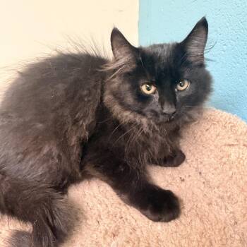 Freddy -  Domestic Long Hair Cat for Adoption in Kansas City, Missouri - Freddy | PetCurious
