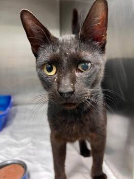 Kiwi in foster -  Domestic Short Hair Cat for Adoption in Danielsville, Georgia - Kiwi In Foster | PetCurious