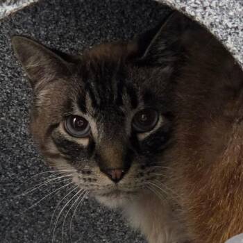 Sterling -  Domestic Short Hair Cat for Adoption in Idaho Falls, Idaho - Sterling | PetCurious