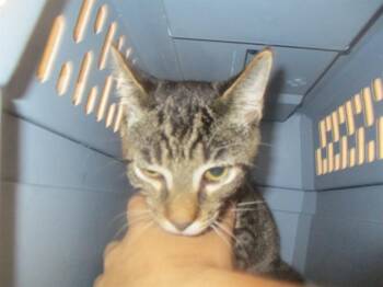 A380653 -  Domestic Short Hair Cat for Adoption in Ocala, Florida - A380653 | PetCurious