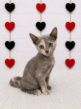 Sunshine -  Domestic Short Hair Cat for Adoption in Corpus Christi, Texas - Sunshine | PetCurious