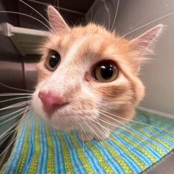 Richie Rich -  Domestic Long Hair Cat for Adoption in Hannibal, Missouri - Richie Rich | PetCurious