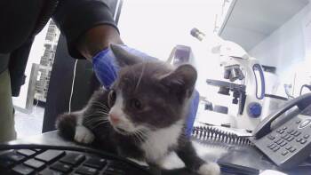 NIMBUS -  Domestic Short Hair Cat for Adoption in Charlotte, North Carolina - NIMBUS | PetCurious