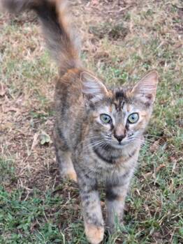 Scorch -  Tabby Cat for Adoption in Nacogdoches, Texas - Scorch | PetCurious