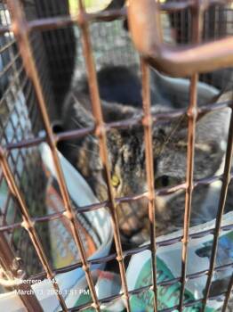Domestic Short Hair Cats Available for Adoption in San Antonio, Texas - 2-9 | PetCurious