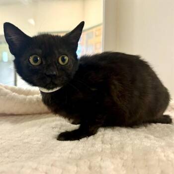 Domestic Short Hair Cats Available for Adoption in Riverside, California - STELLA | PetCurious