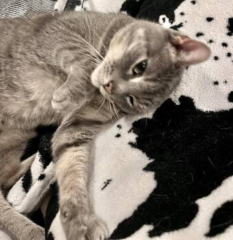 Gracie (solo kitty) -  Tabby and Domestic Short Hair Cat for Adoption in Vaughan, Ontario - Gracie (solo Kitty) | PetCurious