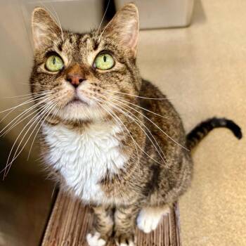 Camila -  Domestic Short Hair Cat for Adoption in Riverside, California - Camila | PetCurious