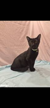 Ronan -  Domestic Short Hair Cat for Adoption in Dalworthington Gardens, Texas - Ronan | PetCurious