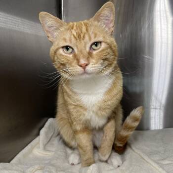 Tommy -  Domestic Short Hair Cat Available for Adoption in Palm Springs, California - Tommy | PetCurious