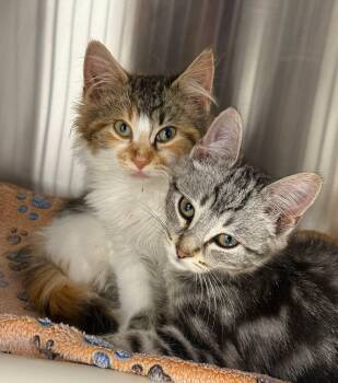 Rescue Domestic Short Hair Cats for Adoption in Meadow Lake, Saskatchewan - Hazelnut | PetCurious