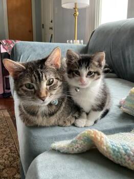 Lois -  Domestic Short Hair Cat for Adoption in Downers Grove, Illinois - Lois | PetCurious