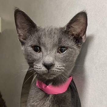 Drama -  Domestic Short Hair Cat for Adoption in Fairport, New York - Drama | PetCurious