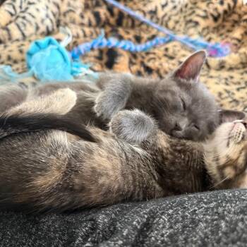 Domestic Short Hair Cats Available for Adoption in Tustin, California - Wasabi | PetCurious