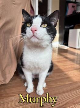 Domestic Short Hair Cats Available for Adoption in West Mifflin, Pennsylvania - Murphy | PetCurious