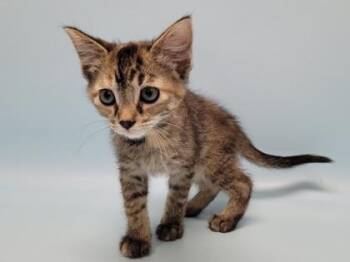 Jicama -  Domestic Short Hair Cat for Adoption in Golden Valley, Minnesota - Jicama | PetCurious