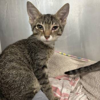 Woody -  Domestic Short Hair Cat for Adoption in West Palm Beach, Florida - Woody | PetCurious