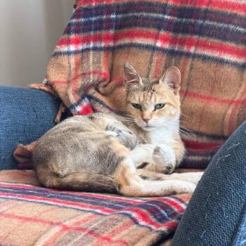 Foxglove -  Domestic Short Hair Cat for Adoption in Evanston, Illinois - Foxglove | PetCurious