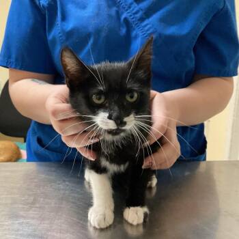 Domestic Short Hair Cats Available for Adoption in Monroe, Louisiana - Zara | PetCurious