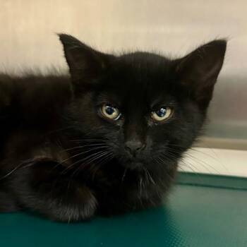Domestic Short Hair Cats Available for Adoption in Walnut Creek, California - Nickle | PetCurious