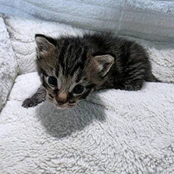 Purrnese Mountain Dog -  Domestic Medium Hair Cat for Adoption in Clarksville, Tennessee - Purrnese Mountain Dog | PetCurious