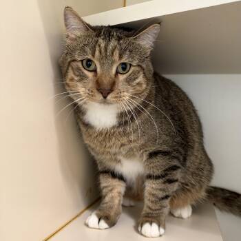 Wicket -  Domestic Short Hair Cat for Adoption in Mokena, Illinois - Wicket | PetCurious