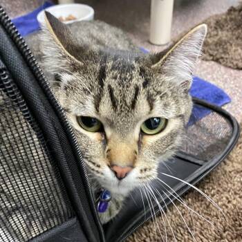 Domestic Short Hair Cats Available for Adoption in Cheyenne, Wyoming - Sapphire | PetCurious