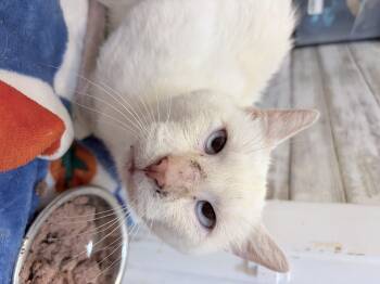 Growlithe -  Siamese Cat for Adoption in Tampa, Florida - Growlithe | PetCurious
