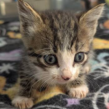 November -  Domestic Short Hair Cat for Adoption in Brighton, Missouri - November | PetCurious