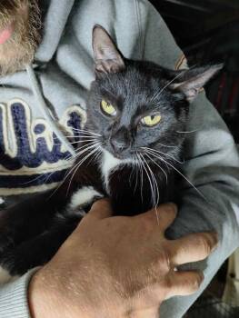 Rescue Domestic Short Hair Cats for Adoption in St. Cloud, Minnesota - Perry | PetCurious