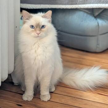 Gator -  Domestic Long Hair Cat for Adoption in Gibsonia, Pennsylvania - Gator | PetCurious