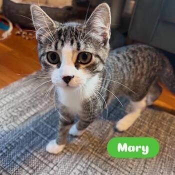 Mary (Ridgeview Kitten 3) -  American Shorthair Cat for Adoption in Westport, Connecticut - Mary (Ridgeview Kitten 3) | PetCurious