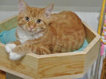 MARATHON -  Tiger Cat for Adoption in Delhi, New York - MARATHON | PetCurious