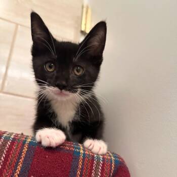 Lincoln -  Domestic Short Hair Cat for Adoption in Newark, New Jersey - Lincoln | PetCurious