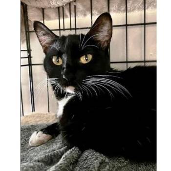 Rescue Domestic Short Hair Cats for Adoption in Millcreek, Utah - Sasha | PetCurious