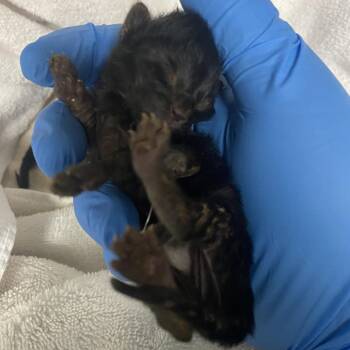 Domestic Short Hair Cats Available for Adoption in Harrisonburg, Virginia - 70962 | PetCurious