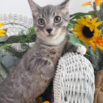 Wolfy Limon 56418 -  Domestic Short Hair Cat for Adoption in Eaton Rapids, Michigan - Wolfy Limon 56418 | PetCurious