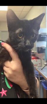 Bellatrix -  Domestic Short Hair Cat for Adoption in Detroit, Michigan - Bellatrix | PetCurious