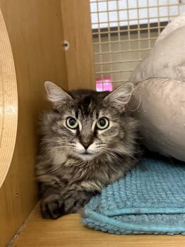 Rescue Maine Coon Cats for Adoption in Napa, California - Tilly Napa Petco | PetCurious