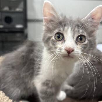 Murry -  Domestic Short Hair Cat for Adoption in Shelbyville, Indiana - Murry | PetCurious