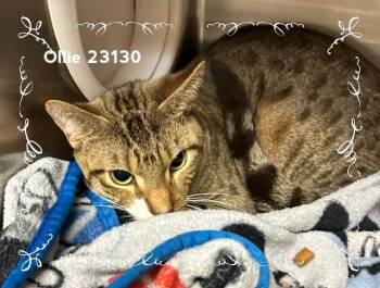 OLLIE -  Domestic Medium Hair Cat for Adoption in Marietta, Georgia - OLLIE | PetCurious
