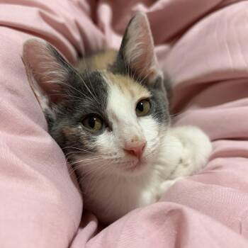 Leia -  Domestic Short Hair Cat for Adoption in Houston, Texas - Leia | PetCurious