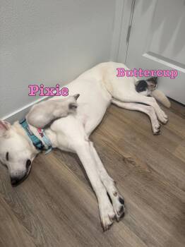 Pixie -  Domestic Short Hair Cat for Adoption in Diamond Springs, California - Pixie | PetCurious