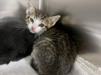TIMMIE -  Domestic Short Hair Cat for Adoption in Santa Fe, New Mexico - TIMMIE | PetCurious