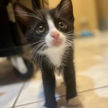 Patsy* -  Domestic Long Hair Cat for Adoption in San Gabriel, California - Patsy* | PetCurious
