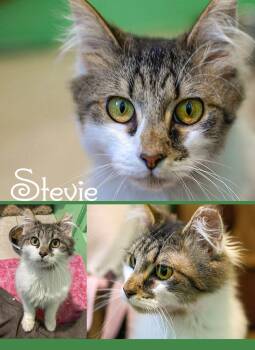 Stevie -  Domestic Medium Hair and Tabby Cat Available for Adoption in Flint Hill, Virginia - Stevie | PetCurious