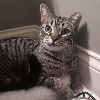 Liam -  Domestic Short Hair Cat for Adoption in Chicago, Illinois - Liam | PetCurious