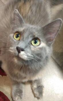 Millie -  Domestic Short Hair Cat for Adoption in Rumford, Maine - Millie | PetCurious